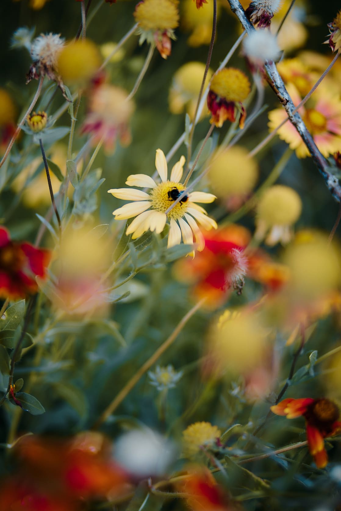 Photo du potager du Parc de Wesserling