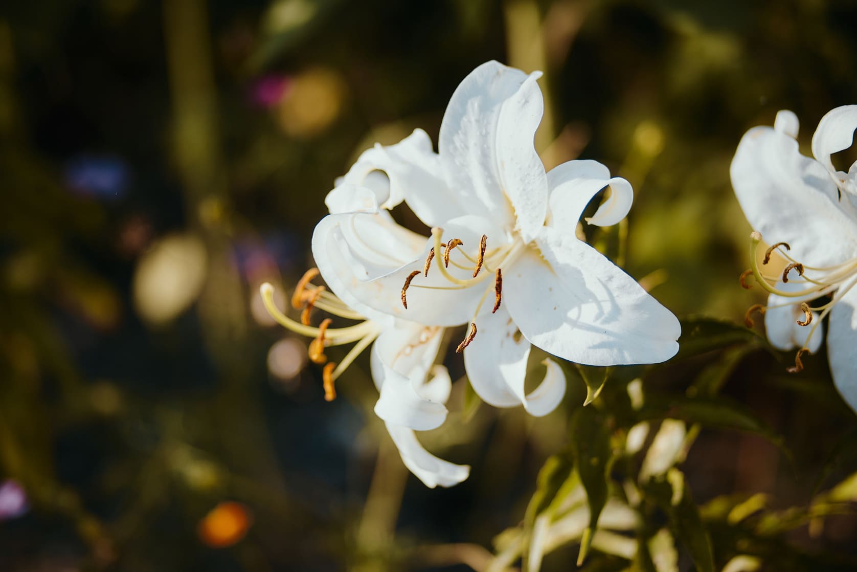 Photo du potager du Parc de Wesserling