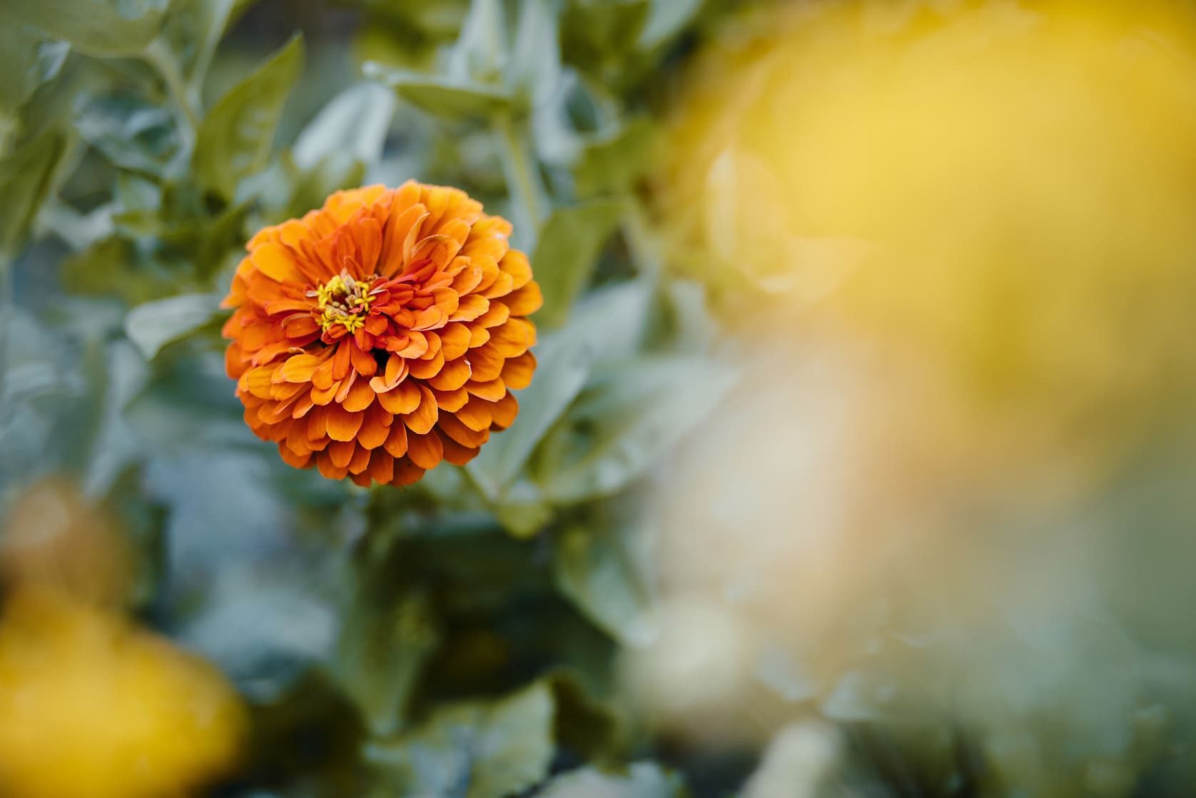 Photo du potager du Parc de Wesserling