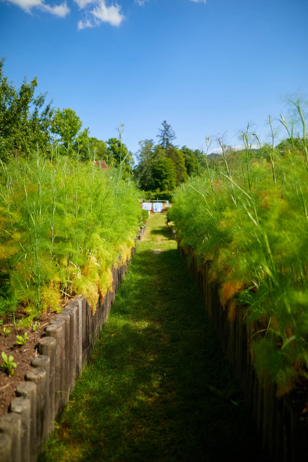 Photo du potager du Parc de Wesserling