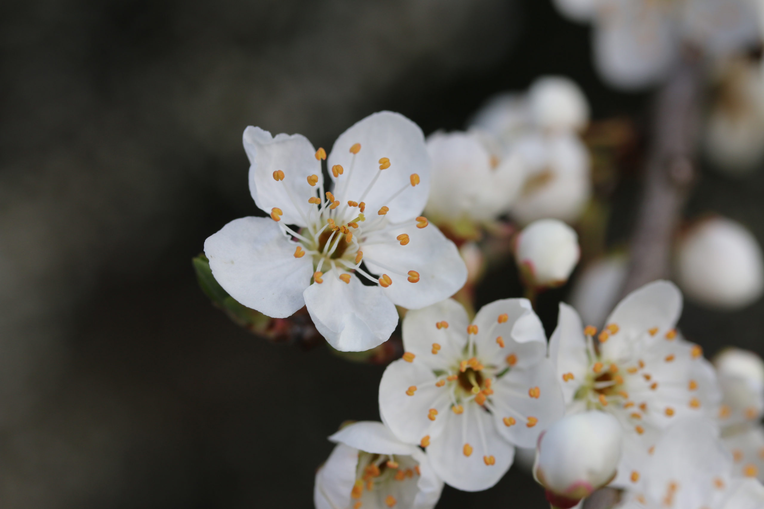 Fleurs de cerisier blanches