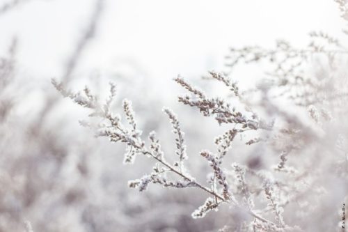 Photographie feuilles neige